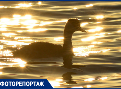 Птицы стаями устремились на юг: фоторепортаж «Блокнота» о мигрирующих пернатых
