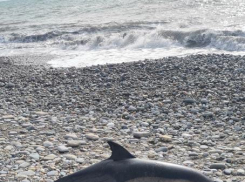 На пляже в Сочи отдыхающие обнаружили мертвого дельфина