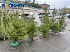 Всего один пункт сбора елей открыли в Сочи, вместо пяти