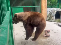 Умопомрачительные танцы устроил спасенный учеными медведь из Сочи