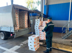 До 500 тонн мандаринов ежедневно из Абхазии ввозят в Россию