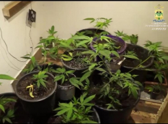Мужчина выращивал на своём сочинском участке 61 куст марихуаны 