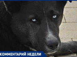 «За нападение ответственны хозяева»:кинолог прокомментировал нападение хаски на ребенка в Сочи