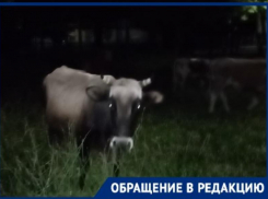 «Стыдно перед туристами за Сочи»: бесхозное стадо пугает жителей микрорайона Мацеста