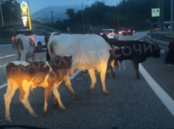 Телки на трассе возмутили автоледи в Сочи