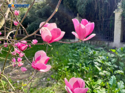 330 тысяч цветов за 25 миллионов рублей высадят в Сочи к майским праздникам