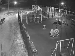 Медведи гуляли ночью по улицам Сочи