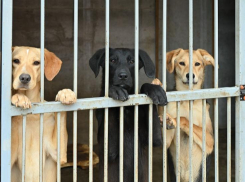 Жители Сочи забрали из приюта более 220 бездомных собак