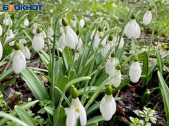 Подснежники расцвели в лесах Сочи в конце ноября