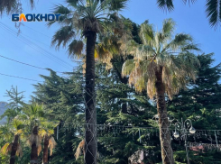 «В Сочи выдано разрешение на снос 1400 пальм»: депутат пожаловался министру на уход за субтропическими растениями