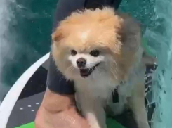 Шпиц-серфер из Сочи стал звездой Интернета