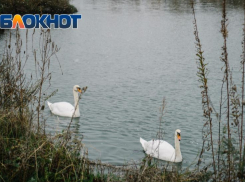 Эксперты оценят, как строительство футбольного центра в орнитологическом парке скажется на природе Сочи