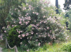 В Сочи цветёт смертельно-опасная яблоня