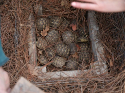 В Сочи займутся восстановлением популяции сухопутной черепахи