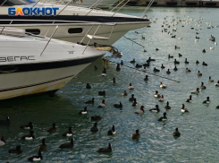 Вода в Черном море у берегов Сочи прогрелась до +14 градусов
