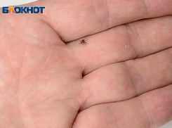 Клещи атакуют жителей Сочи