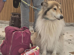Первые сертифицированные pet-friendly отели появились в горах Сочи