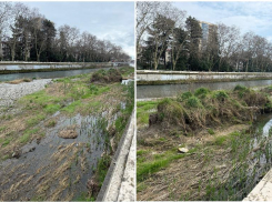 В болото с лягушками превращается река Сочи в центре города