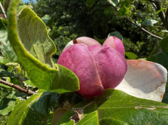 Аномальная жара спровоцировала повторное цветение магнолии в Сочи 