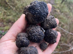Женщина обнаружила гриб «черный бриллиант» в лесу Сочи