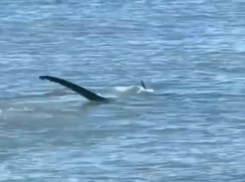 Акулу заметили у берегов Сочи