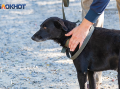 Россиянам хотят запретить приводить с собой на пляж животных