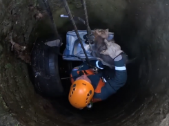 Спасатели Сочи достали маленькую собаку из канализационного люка