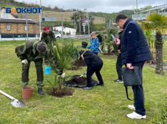 В Сочи высадили аллею пальм в честь 80-летия аэропорта