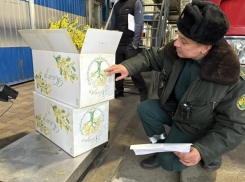 Первую партию мимозы в 120 килограмм оформили таможенники Сочи