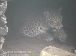 Национальный парк Сочи поделился очаровательными кадрами леопардовой семьи