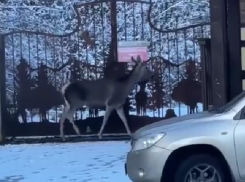 Лань не могла выбраться из построек в горах Сочи
