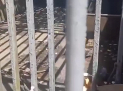 Без воды и еды: в санатории Абхазии умирает медвежонок, заточенный в ржавую клетку 