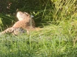 В центре Сочи заметили лежавшего в траве леопарда