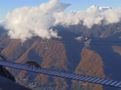 Лиса прошла по закрытому подвесному мосту в горах Сочи