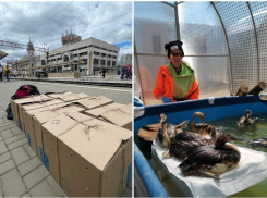 Восемь спасенных чомг отправили из Сочи в Крымский район