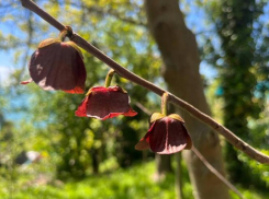 Американский «северный банан», который способен менять цвет, расцвел в Сочи