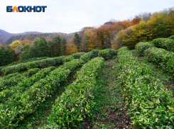 Урожай чая в Сочи находится под угрозой из-за холодного мая