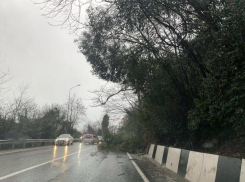  Дерево упало на дорогу на трассе «Джубга-Сочи»