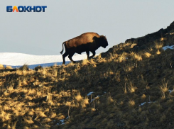 Угроза природе Сочи: депутаты рассматривают закон, разрешающий строительство в особо охраняемой зоне