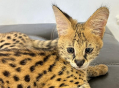 Женщина перекрасила сервала, чтобы вывезти его из Сочи в Мексику для перепродажи