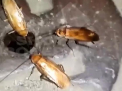 Опасные американские тараканы атаковали Сочи