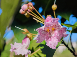 Редкое дерево впервые за 14 лет зацвело в Сочи