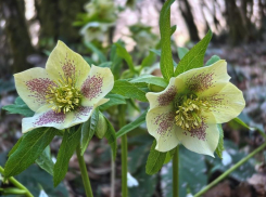 Краснокнижные растения, которые считаются предвестниками холодов, зацвели в Сочи