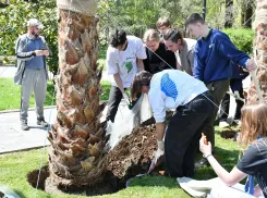 В центре Сочи высадили 30 пальм в память о погибших в ВОВ