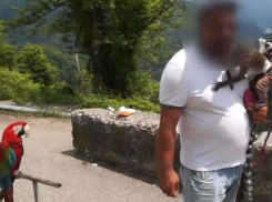 Обезьяну, лемура и попугая забрали от фотоживодеров в Сочи