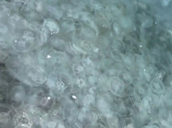 Медузы заполонили Черное море у берегов Сочи