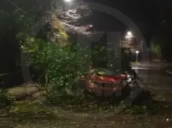 В Сочи дерево раздавило машину с человеком внутри 