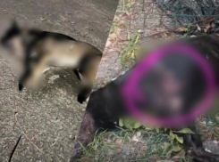 Полицией Сочи установлены мужчины, убившие бездомных собак на глазах у детей