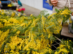 Поставки мимозы из Абхазии в Россию возобновили после недельного перерыва