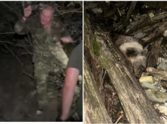 В Сочи задержали браконьера, убившего бурого медведя